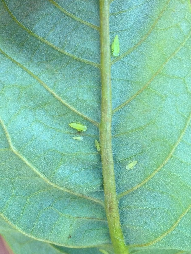 Potato leafhopper adults and nymphs